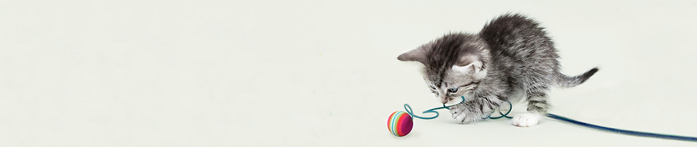 Chaton mignon