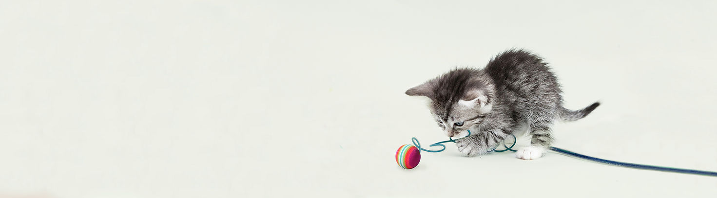 Cute Kitten