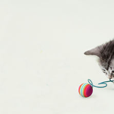 How Much Exercise Does a Cat Need?