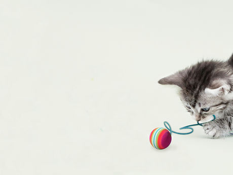 ваксина котки