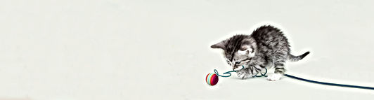 Cute Kitten