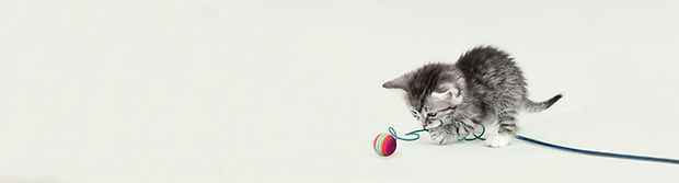 Cute Kitten | Emotional support animals | Get an emotional support animal evaluation | Emotional Support animals in New York | 10001 | 10002 | 10003 | 10128