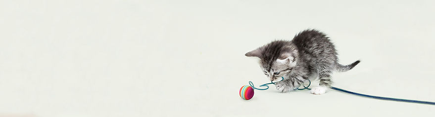 Chaton mignon