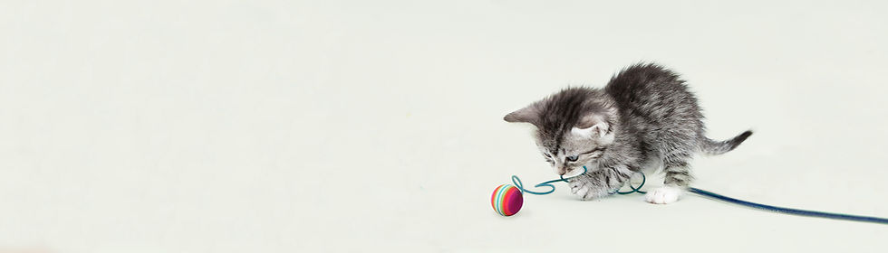 Cute Kitten