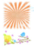 sunrise-birdy
