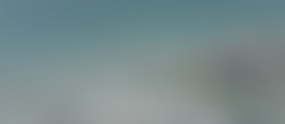 A Rather Bemused Turtle