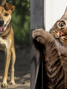 Inscrições abertas para castração gratuitas de cadelas e gatas 