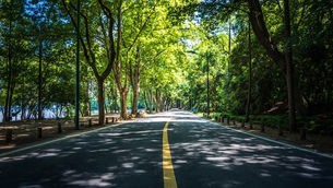 Vila Velha abre consulta pública sobre arborização urbana