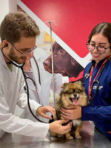 Faculdade leva atendimento veterinário à comunidade