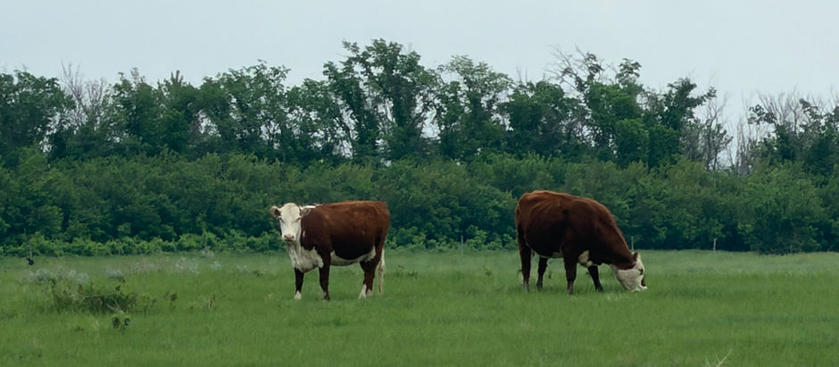 Day 22 - Swift Current, SK to Chaplin, SK
