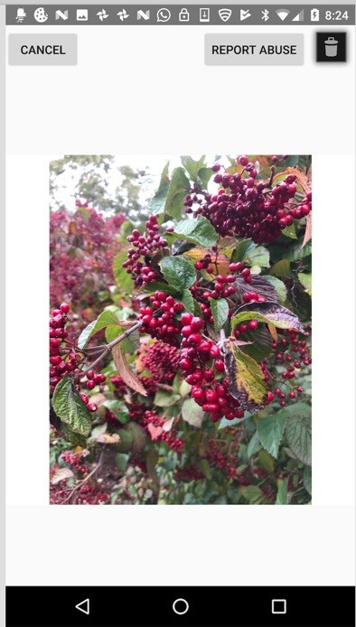 WiSaw Android detailed photo view