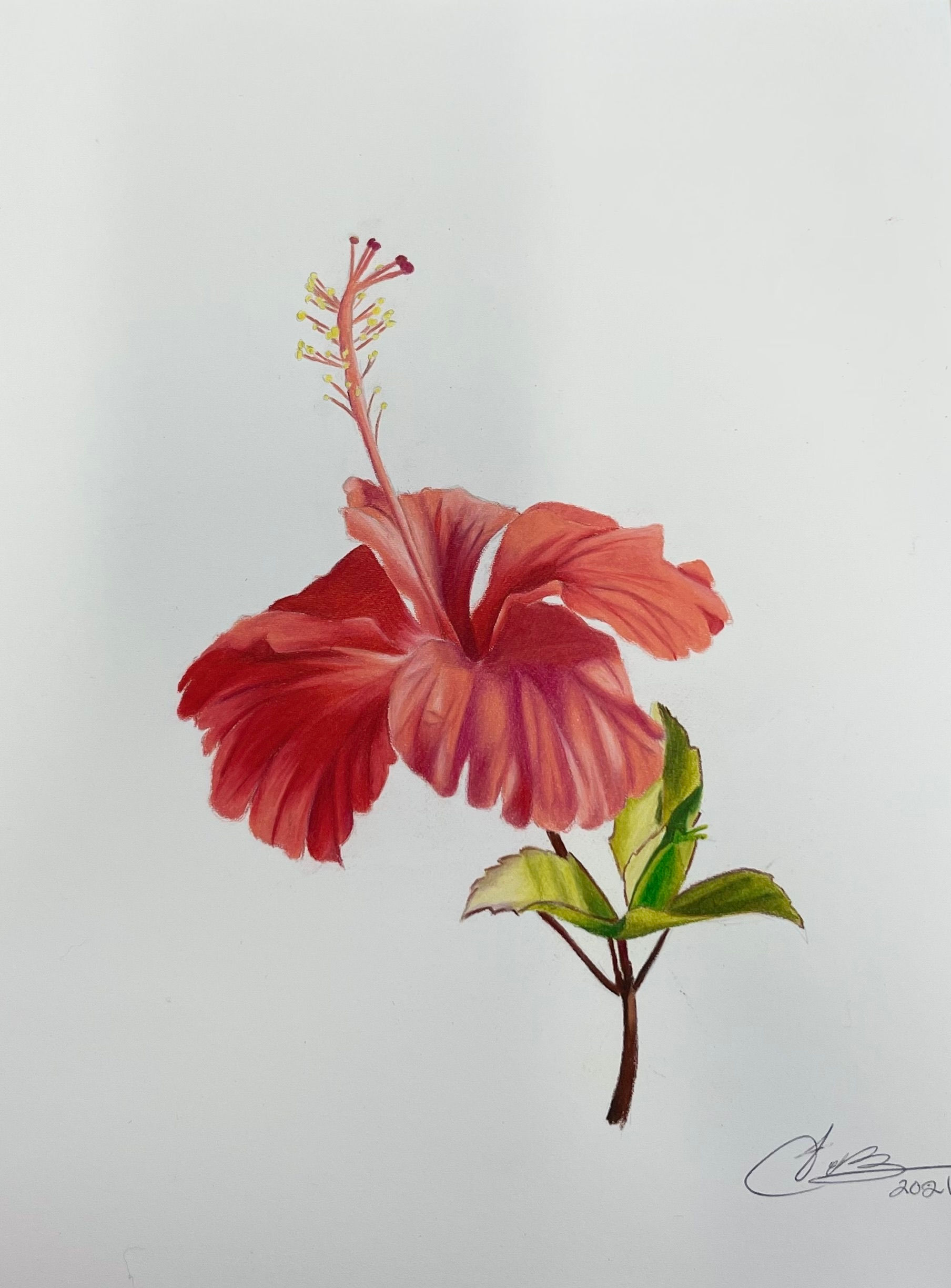 Flower Drawing