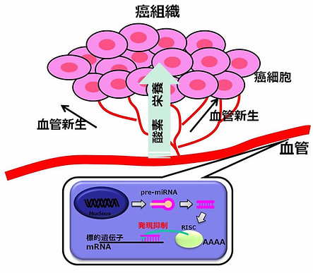 図8. miRNAを介した血管新生制御
