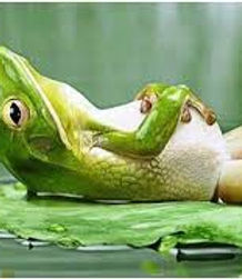 grenouille-zen-relaxation-atelier-stéphanie-ruget-thérapeute-tournus.jpg