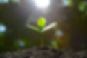 Plant-Grow-Seedling-Sunshine-.jpg