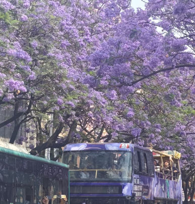 Jacaranda & Lavender Dreams