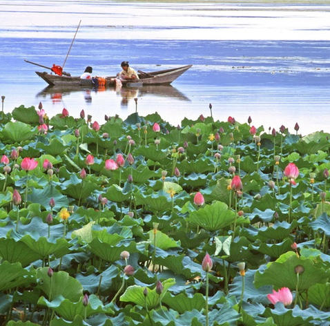 A Summer Journey Through Yunnan’s Enchanting Lotus Blossoms