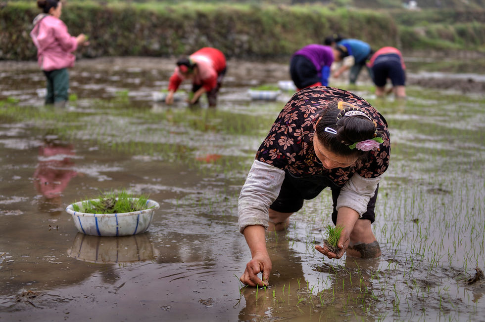 How the Hani Rice Terraces Work
