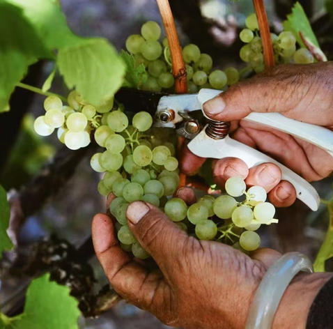Shangri-La Wine Tour: High-Altitude Vineyards & Culture