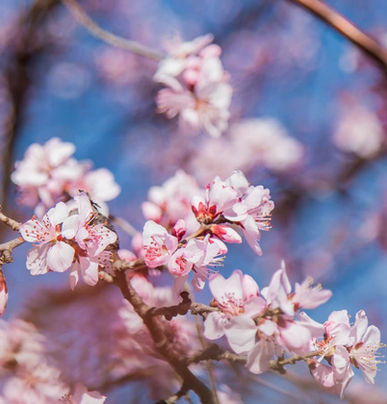 Sakura & Pear Blossom Romance