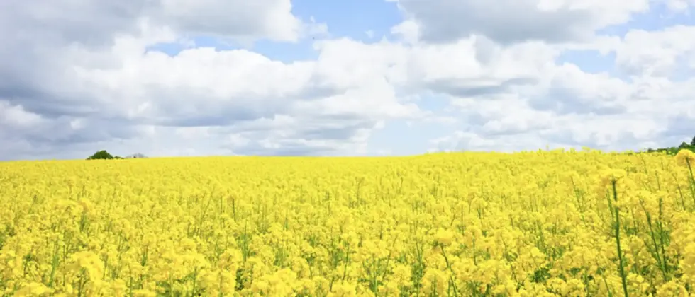 Day 2: Kunming to Luoping – Golden Sea of Flowers