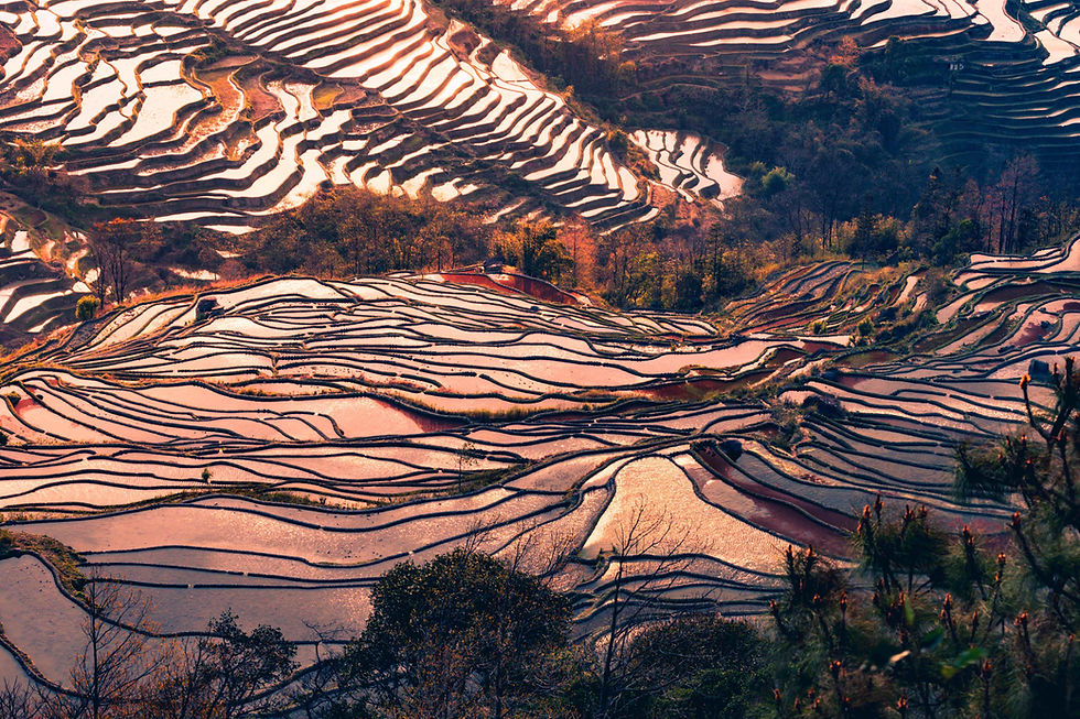 Photograph Yuanyang’s Terraced Masterpiece