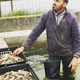 Oysters fresh from the water