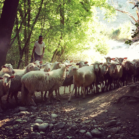Sardinian Milk Sheep