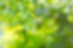 green-leaf-forest.jpg