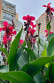 cityflower.jpg
