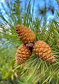 CONES.jpg