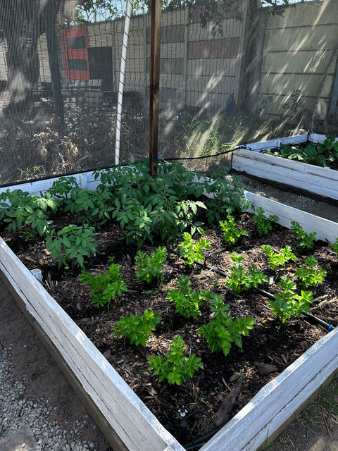 Ineractive Qualifying Project: Vertical Gardening in Cape Town