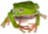 kambo.jpeg