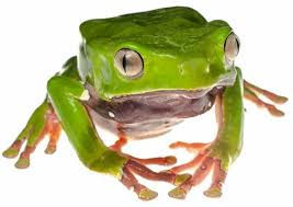 kambo.jpeg