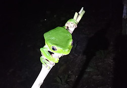 Kambo-stick.jpeg