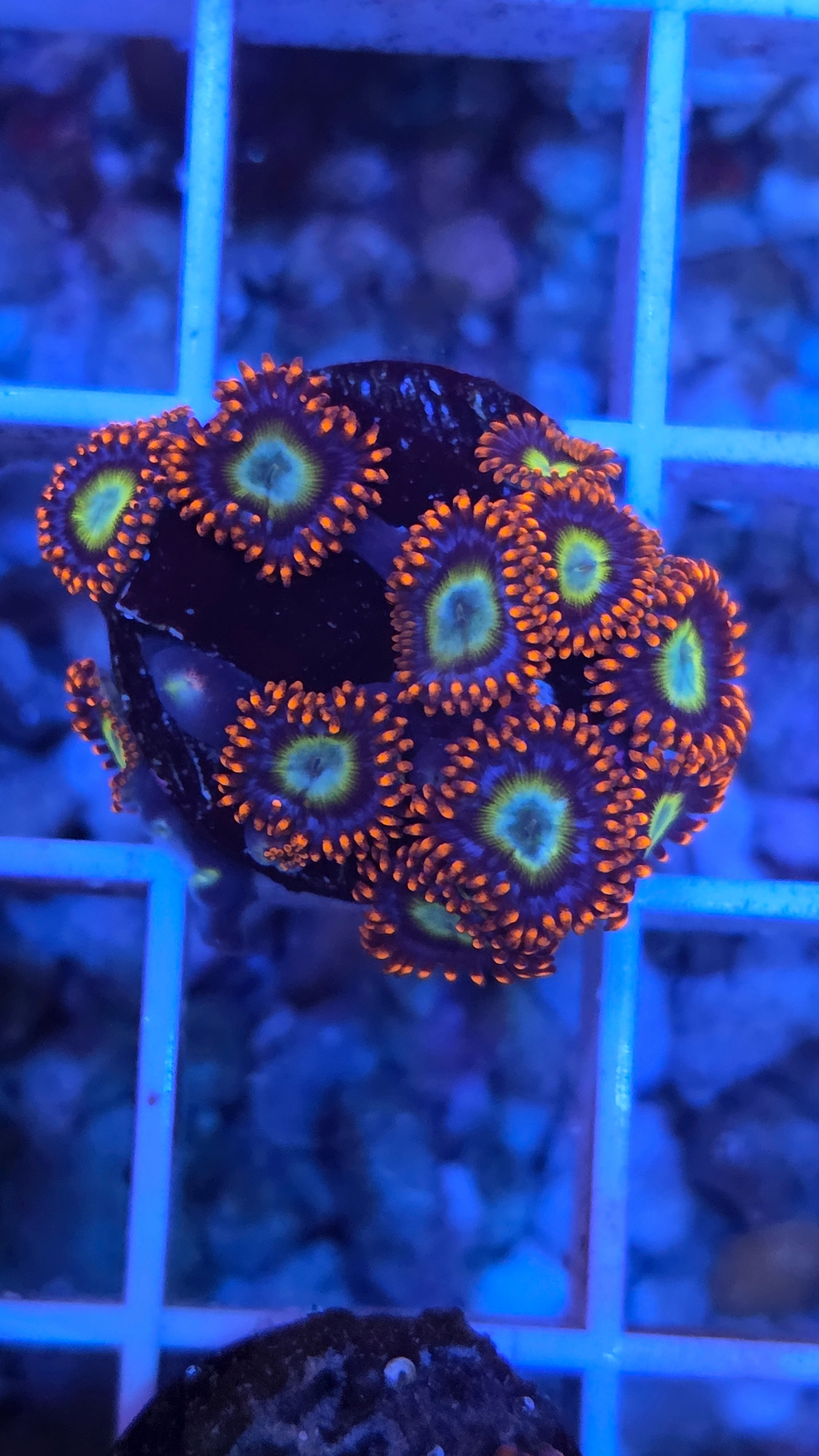 Fire and Ice Zoas 06 wysiwyg - WYSIWYG