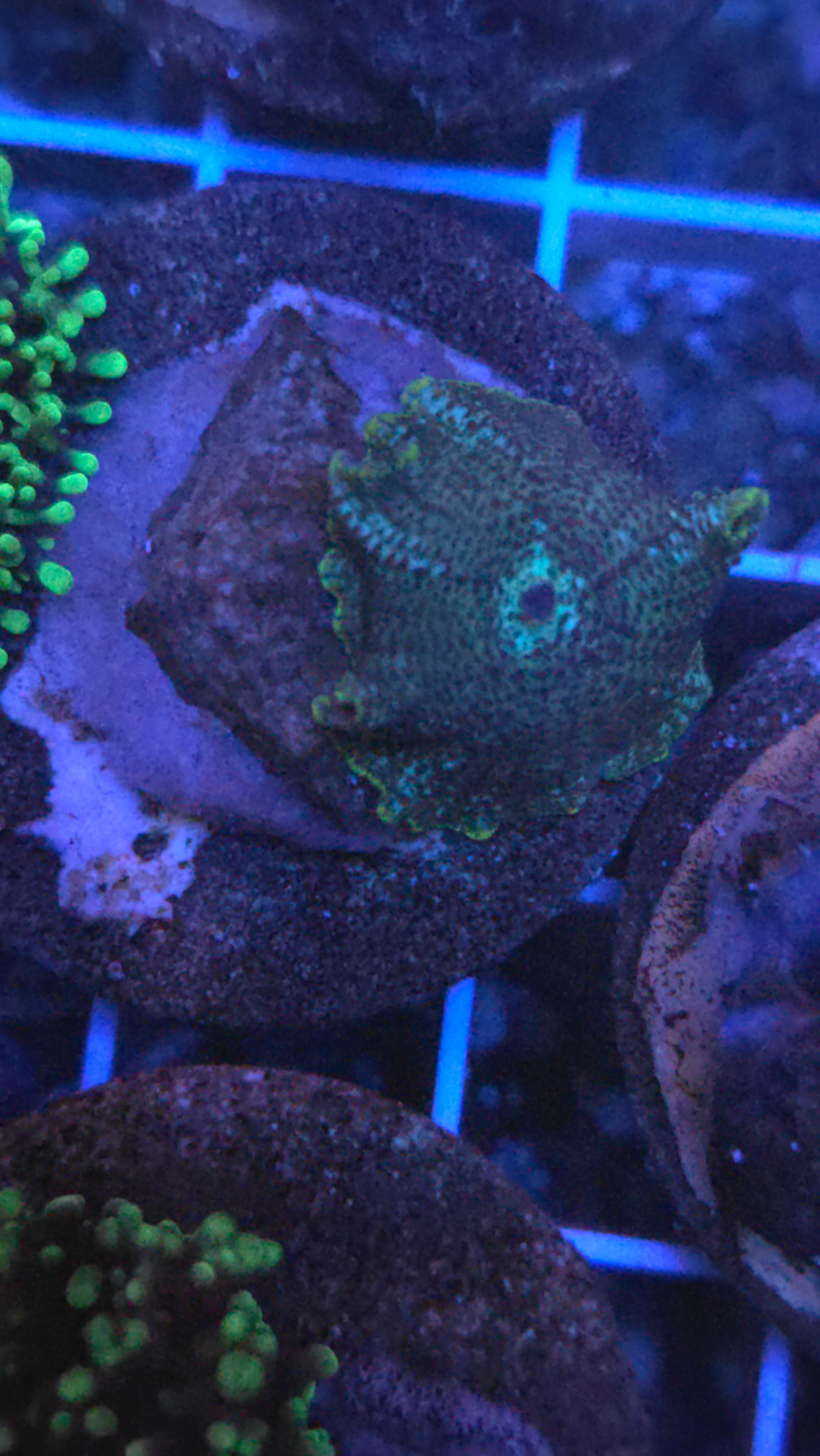 Mushroom 5 wysiwyg - WYSIWYG