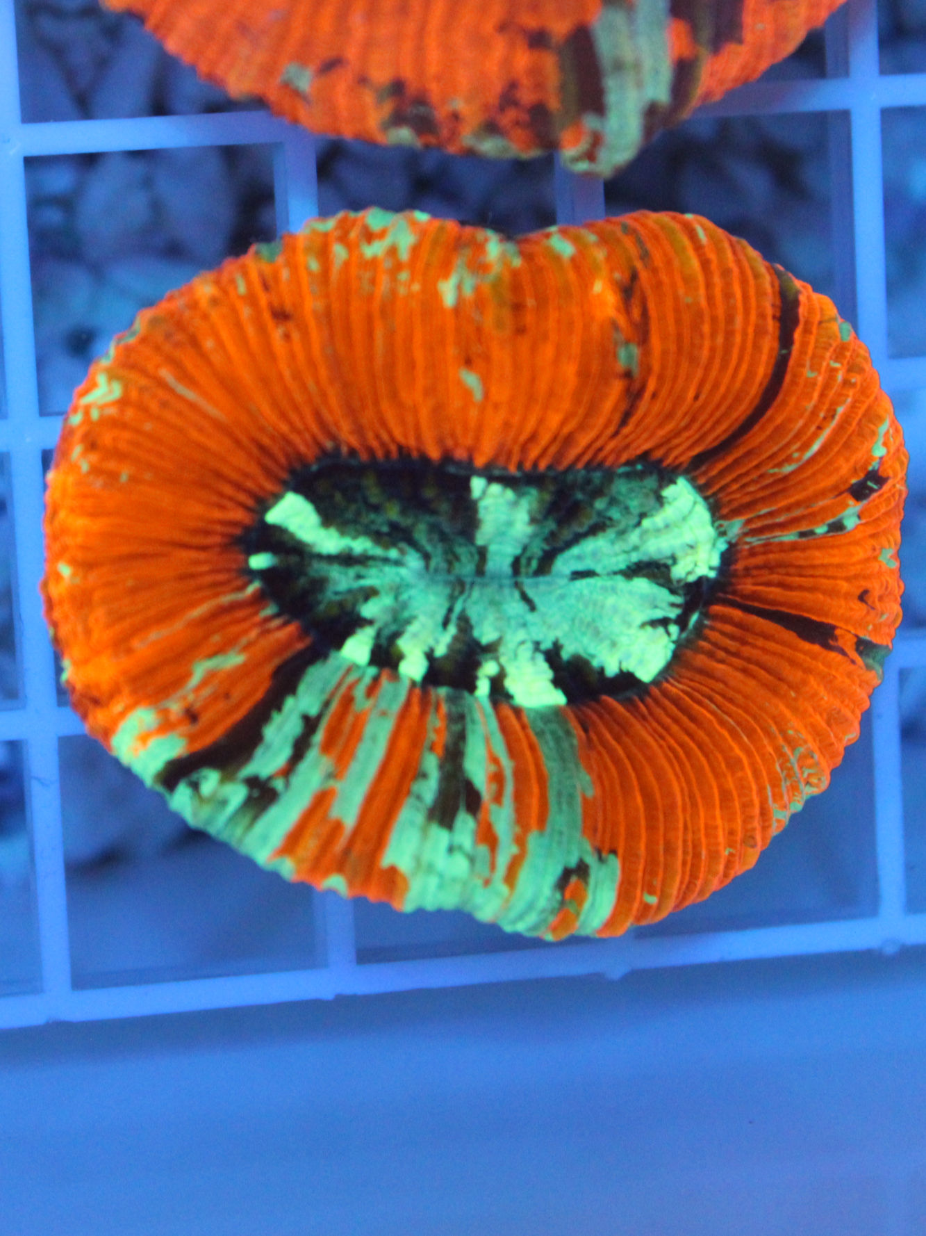 Red Rainbow Australian Trachyphyllia WYSIWYG