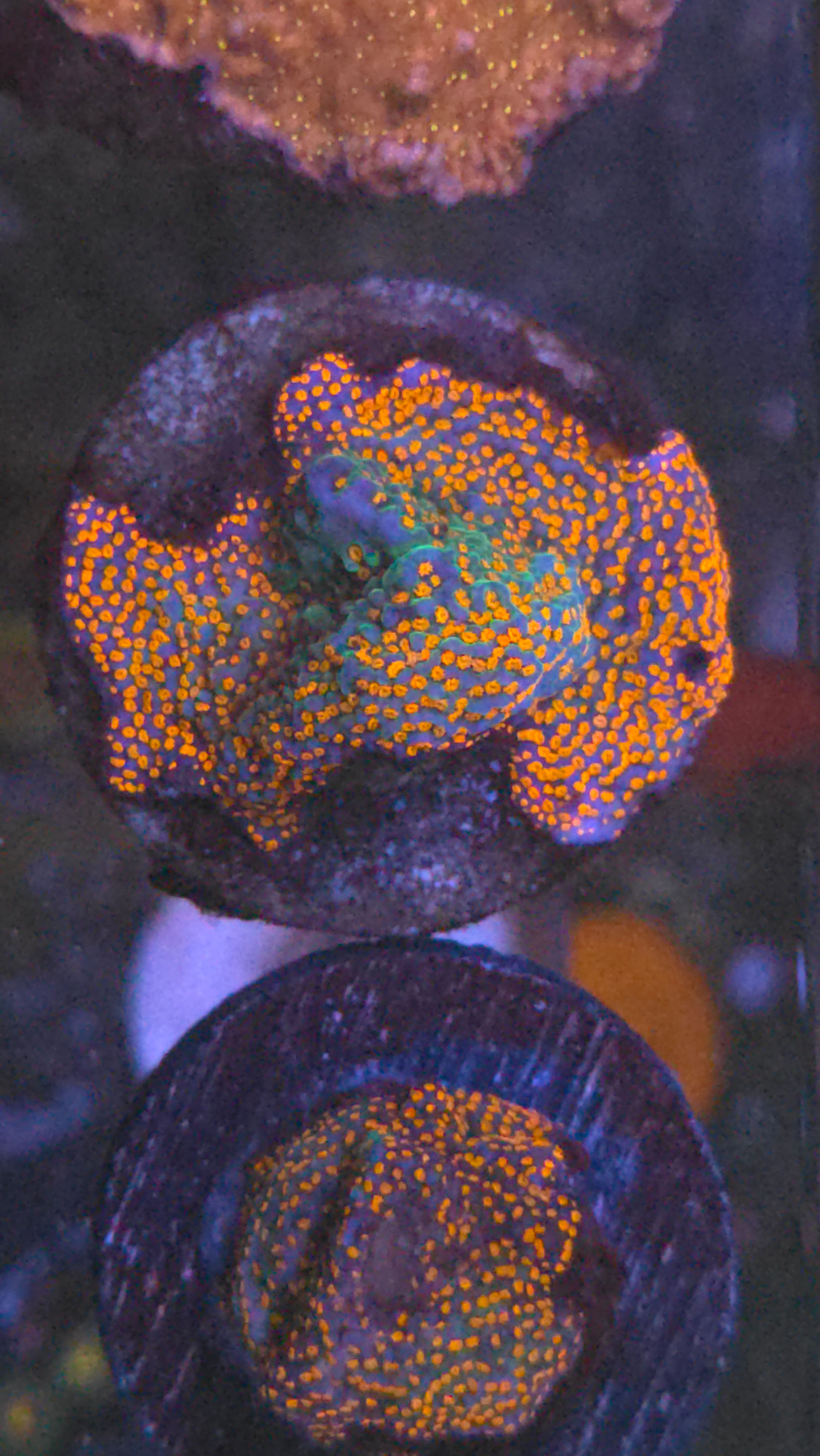Rainbow Montipora Mn015 wysiwyg - WYSIWYG