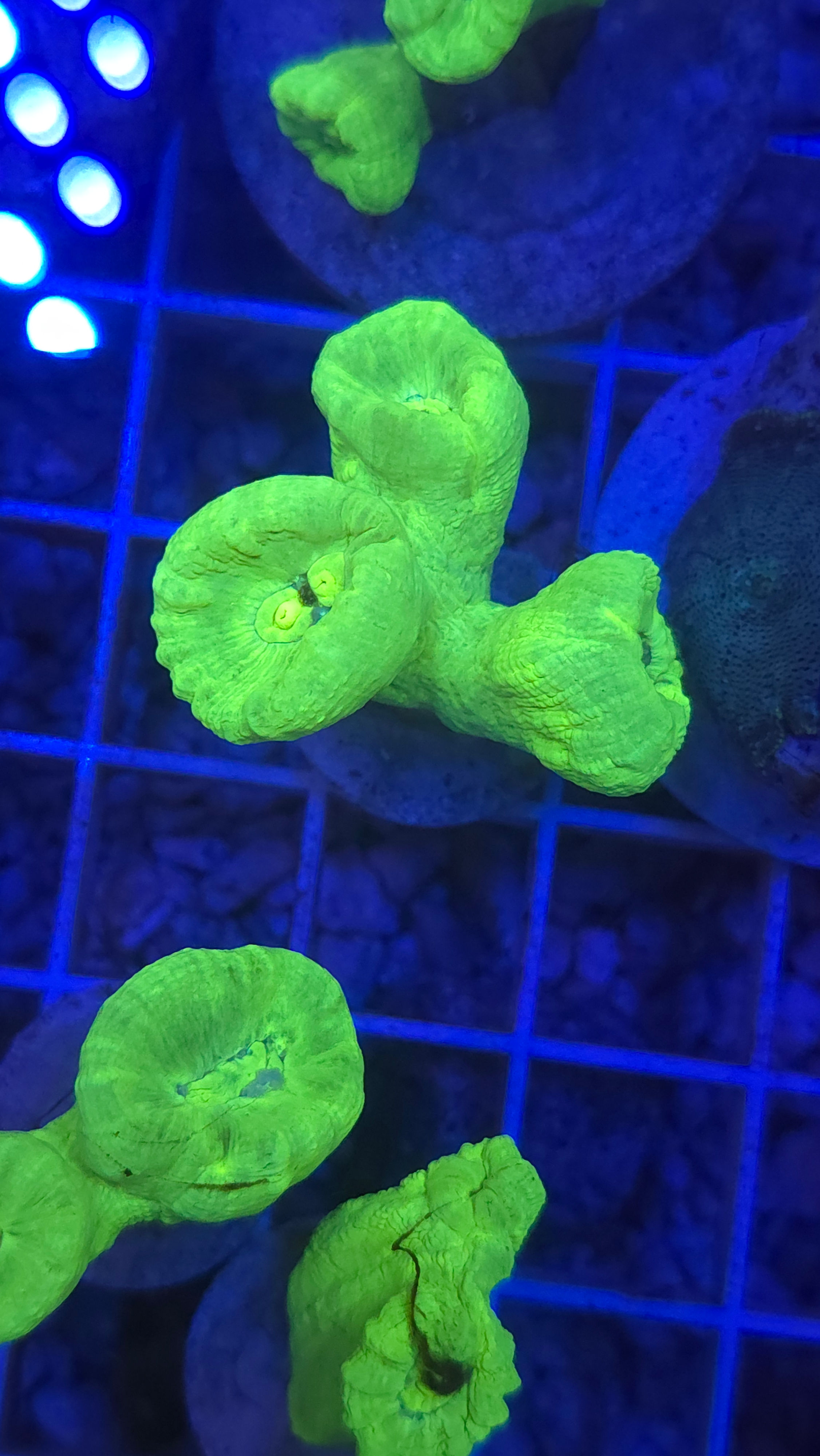 Candy Cane Trumpet Coral 3 Head
