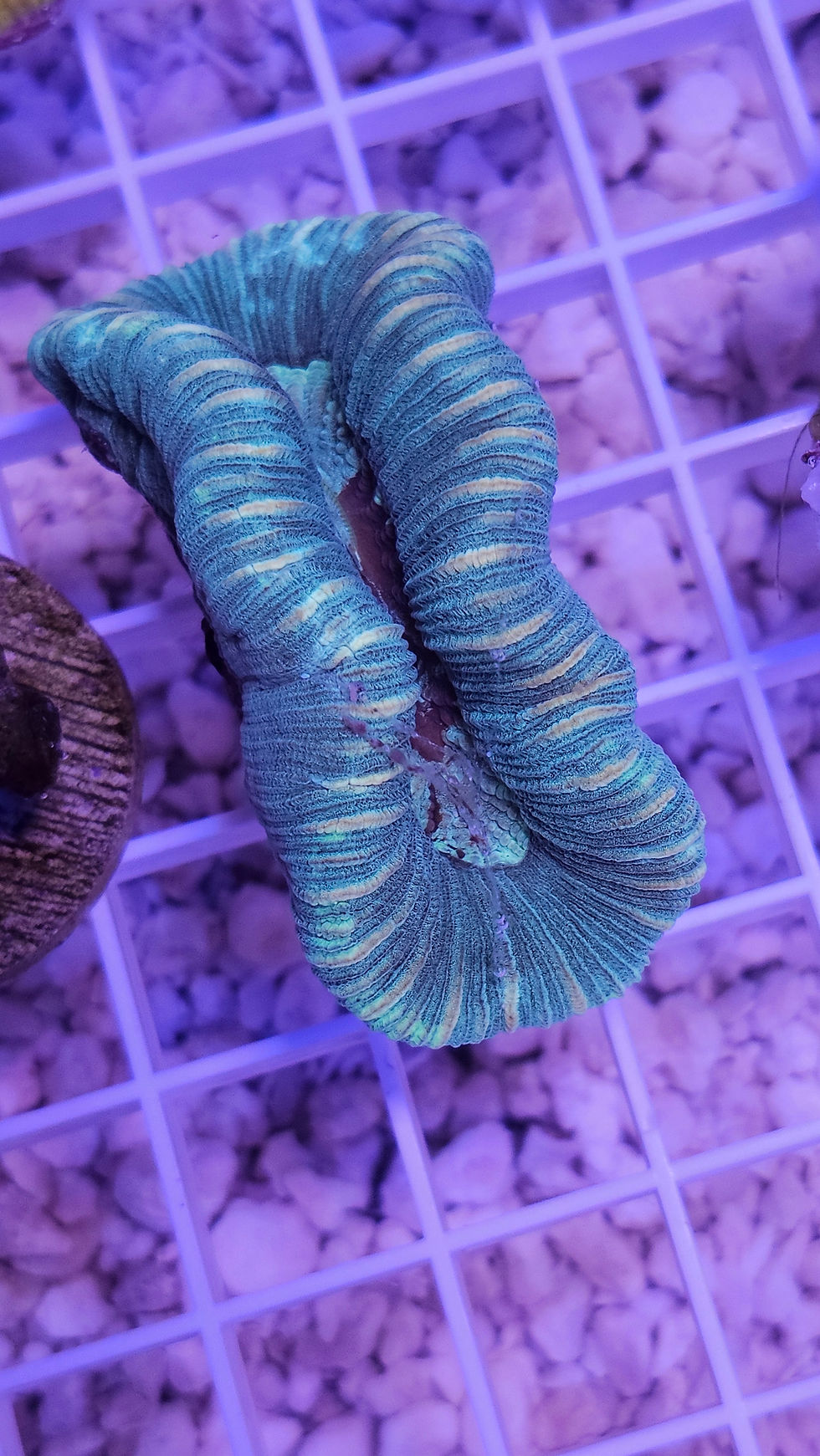 Australian Trachyphyllia WYSIWYG