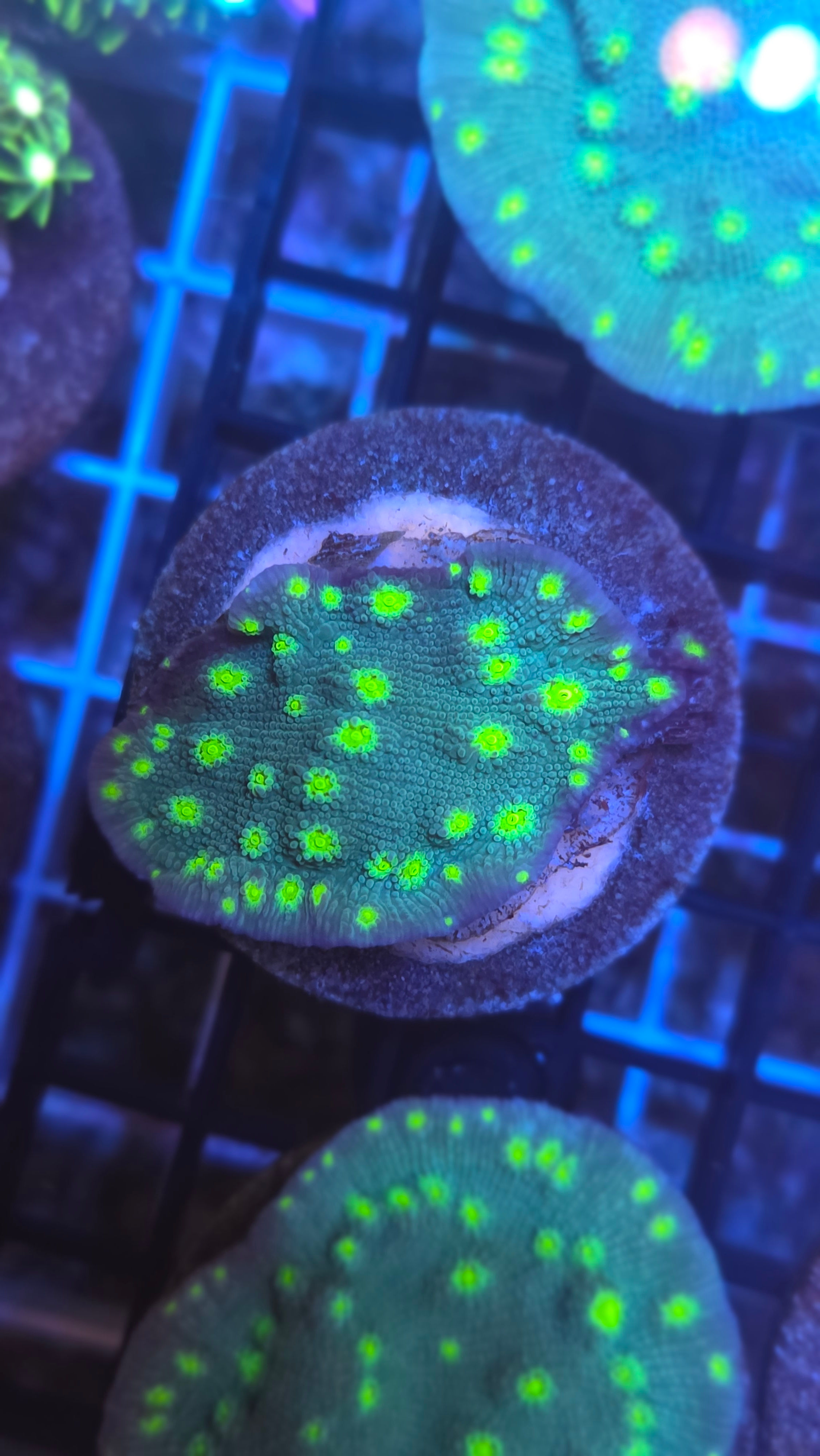 Hollywood Stunner Chalice 2 wysiwyg - WYSIWYG