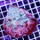Thumbnail: Ultra Aussie Chalice Echinophyllia - WYSIWYG 1