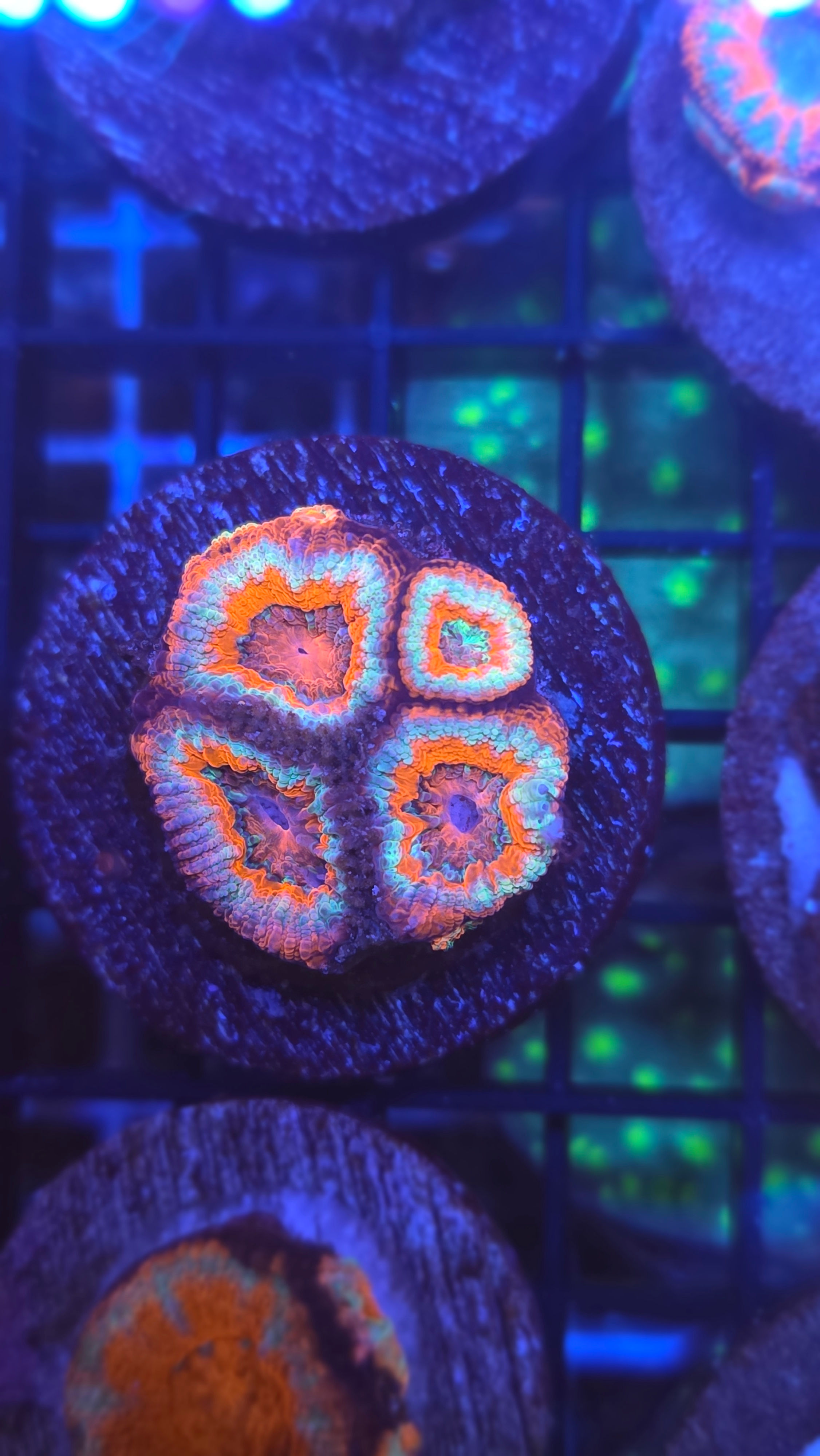 Acan 79 wysiwyg - WYSIWYG