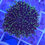 Thumbnail: Hairy Mushroom
