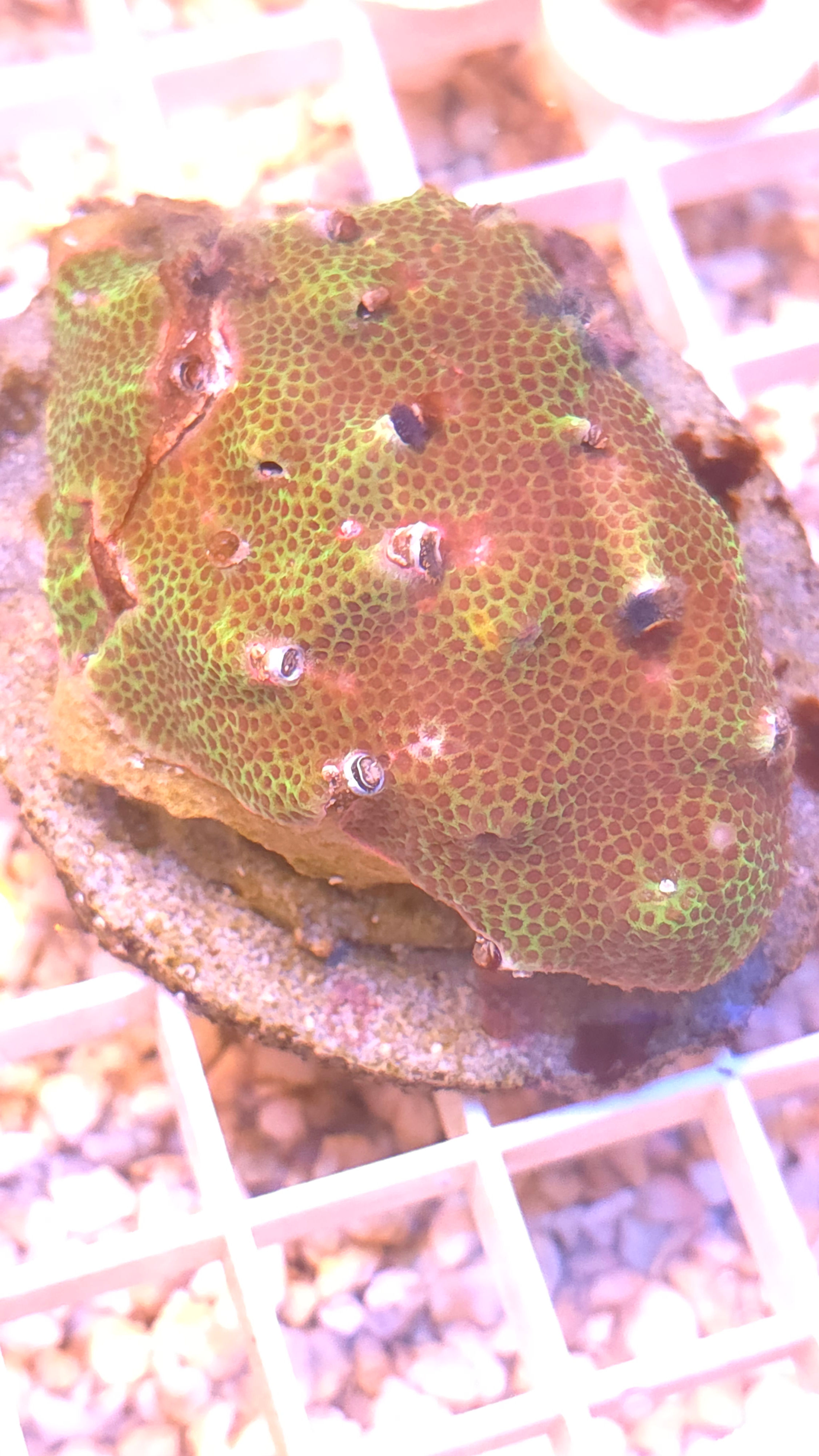 Christmas Tree Worm Porites Rock - WYSIWYG