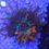 Thumbnail: Nexus Burst Bubble Tip Anemone