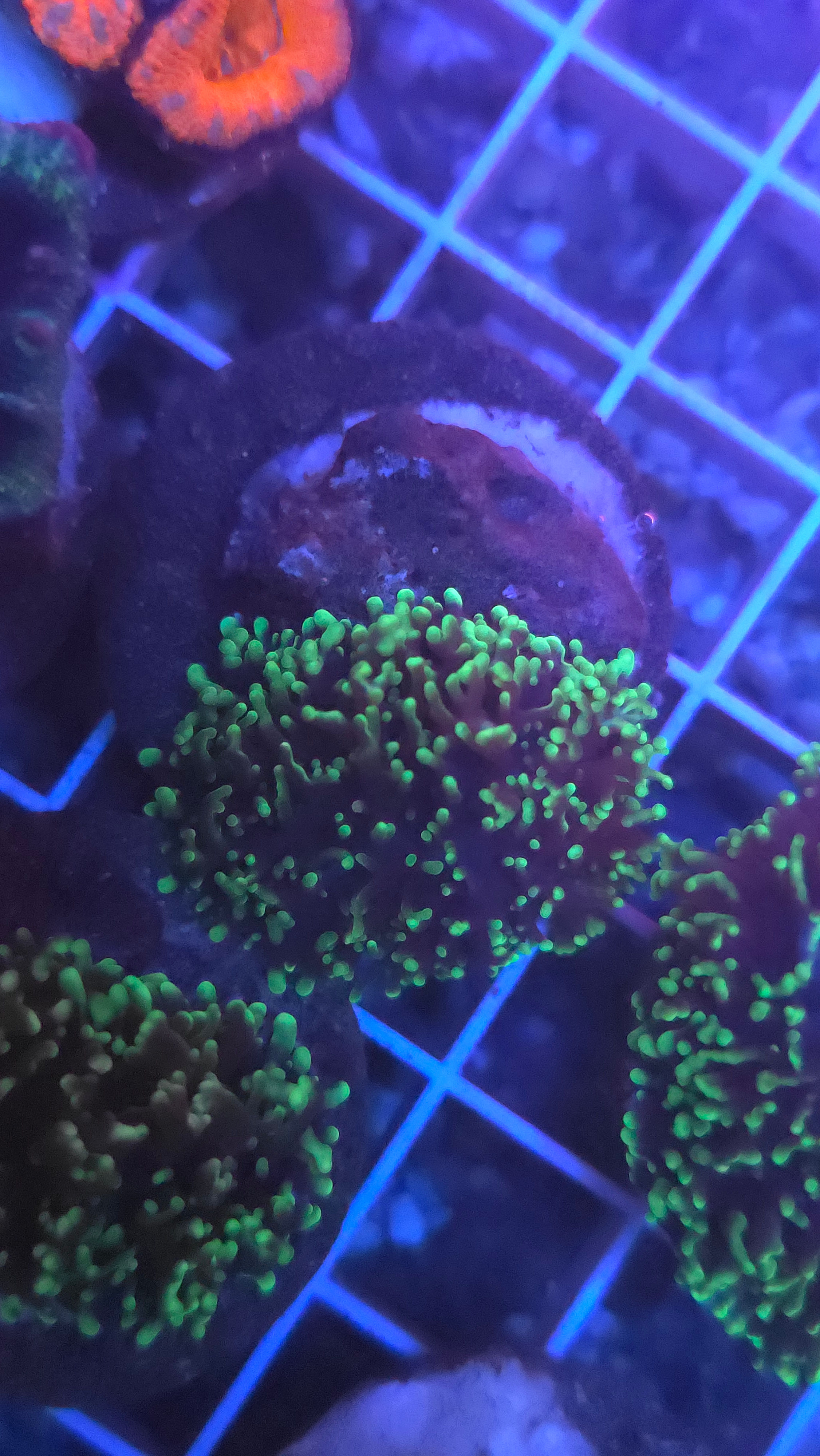 Hairy Mushroom 12 wysiwyg - WYSIWYG