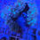 Thumbnail: Neon Fox Coral Frag