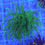 Thumbnail: Todds Torch per head - non WYSIWYG